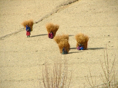 Afghan women carrying kindling for fire (maximsnews.com)